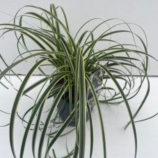 laiche du Japon - carex feather falls en pot de 2 litres