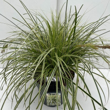 laiche du Japon - carex feather falls en pot de 10 litres très grosse touffe