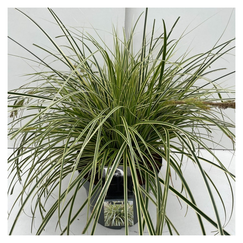 laiche du Japon - carex feather falls en pot de 10 litres très grosse touffe