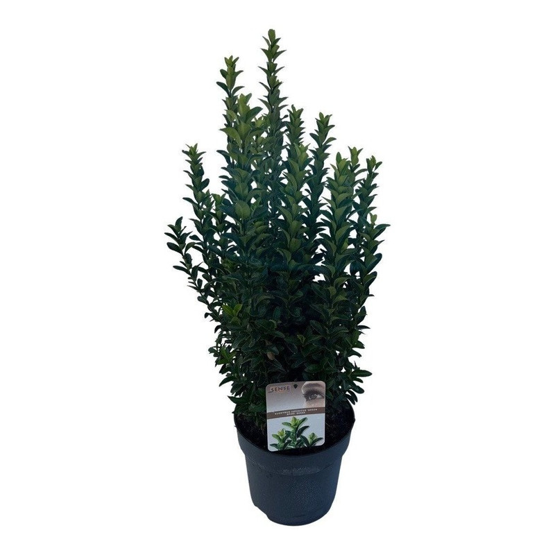 fusain du Japon Jean Hugues en pot de 23 cm 60 cm fusain du Japon Jean Hugues en pot de 23 cm 60 cm