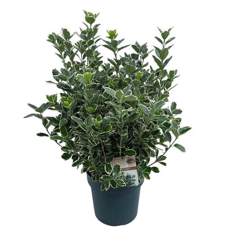fusain du Japon Kathy en pot de 27 cm - 70/75 cm fusain du Japon Kathy en pot de 27 cm - 70/75 cm
