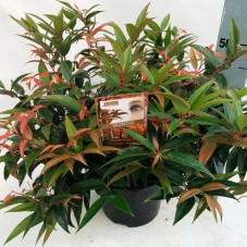 leucothoe royal ruby en pot de 23 cm - 50 cm