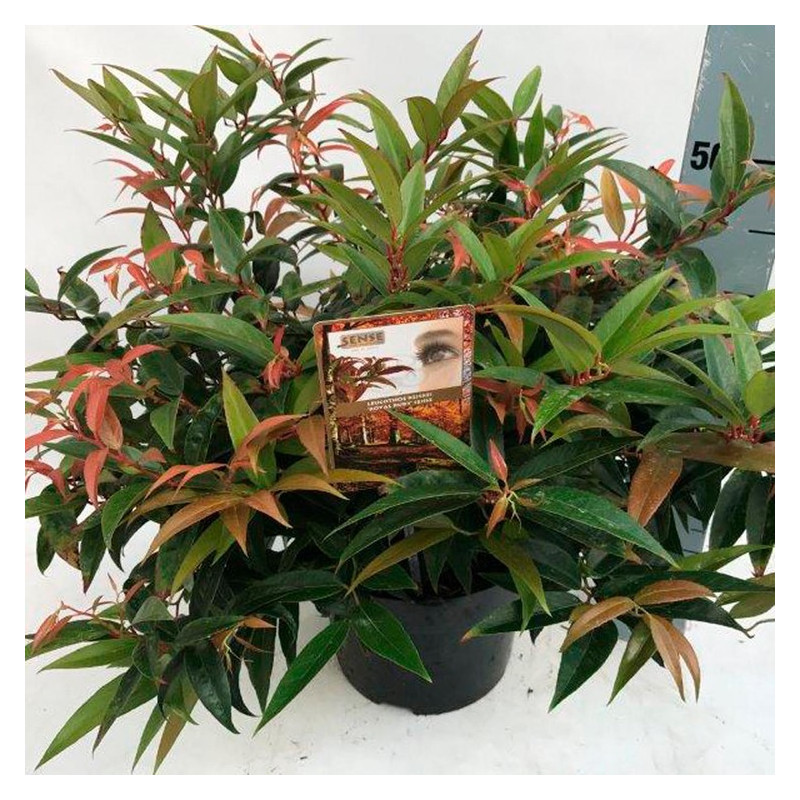 leucothoe royal ruby en pot de 23 cm - 50 cm