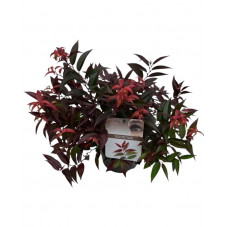 leucothoe royal Ruby en pot de 17 cm - 30 cm