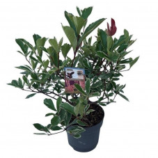 photinia fraseri Cassini en pot de 27 cm - 80/90 cm en été