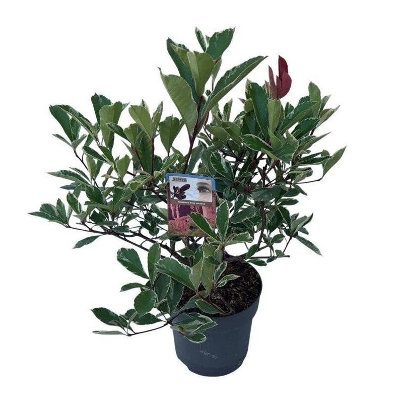 photinia fraseri Cassini en pot de 27 cm - 80/90 cm en été