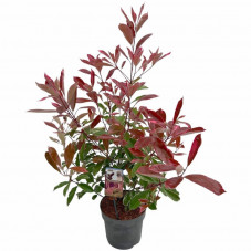 photinia fraseri cassini en pot de 23 cm 60 cm au printemps