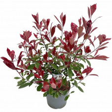 photinia fraseri cassini en pot de 27 cm 80/90 cm au printemps