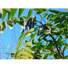 gousses bleues après floraison de l'arbre