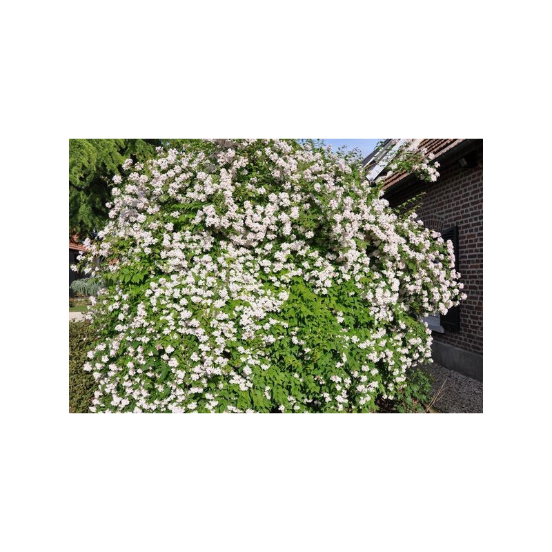 Kolkwitzia amabilis Kolkwitzia amabilis