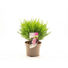 diosma hirsuta pink fountain en pot de 3 litres