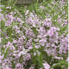 diosma hirsuta - plante du pêcheur - fleurs en mars avril