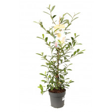 michelia vanilla pearls 80/100 en pot de 3 litres