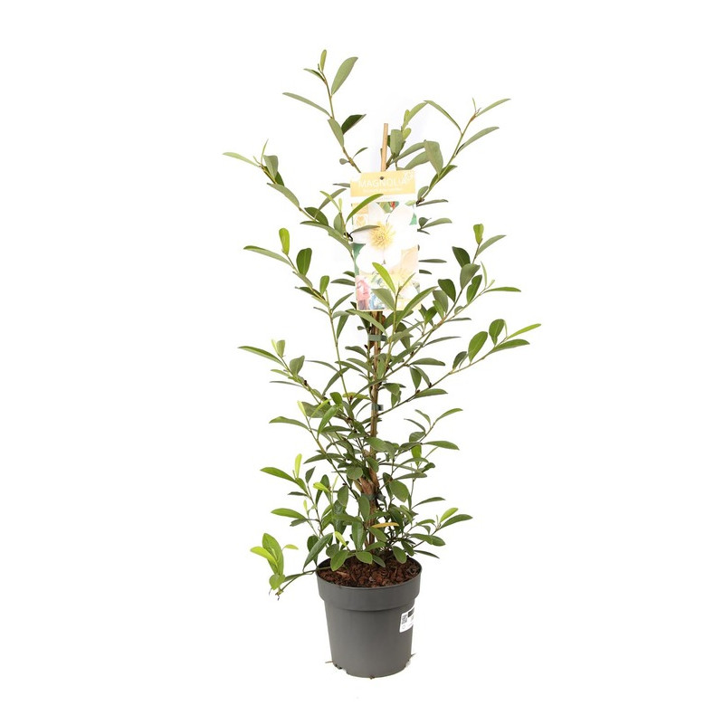 michelia vanilla pearls 80/100 en pot de 3 litres michelia vanilla pearls 80/100 en pot de 3 litres