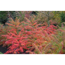 sumac à bois glabre - feuillage à l'automne