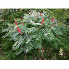 sumac à bois glabre , feuillage l'été