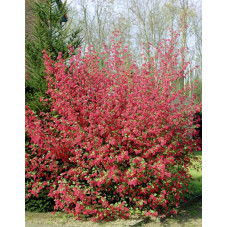 groseiller à fleurs en fleurs - floraison en mars avril