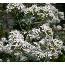 OLEARIA HAASTI FLEURS - floraison estivale