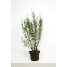 tamaris tetrandra 80/100 pot de 7.5 litres