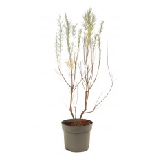 tamaris tetrandra 100/125 cm en pot de 10 litres