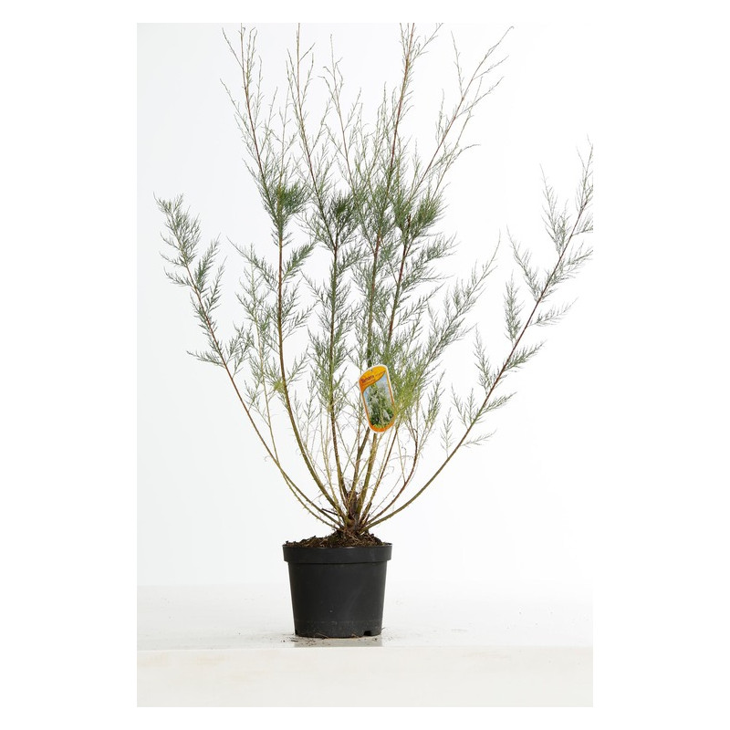 tamaris à fleurs blanches 60/80 cm en pot de 3 litres tamaris à fleurs blanches 60/80 cm en pot de 3 litres