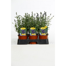 lavande aromatica blue en pot de 10.5 cm