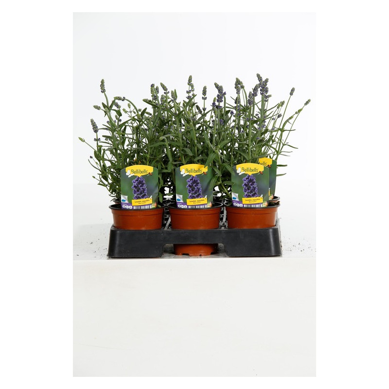 lavande aromatica blue en pot de 10.5 cm