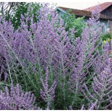 fleurs d'été du perovskia filigran