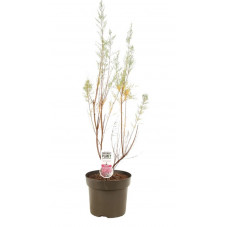 tamaris Pink Cascade en pot de 10 litres - 60/80 cm