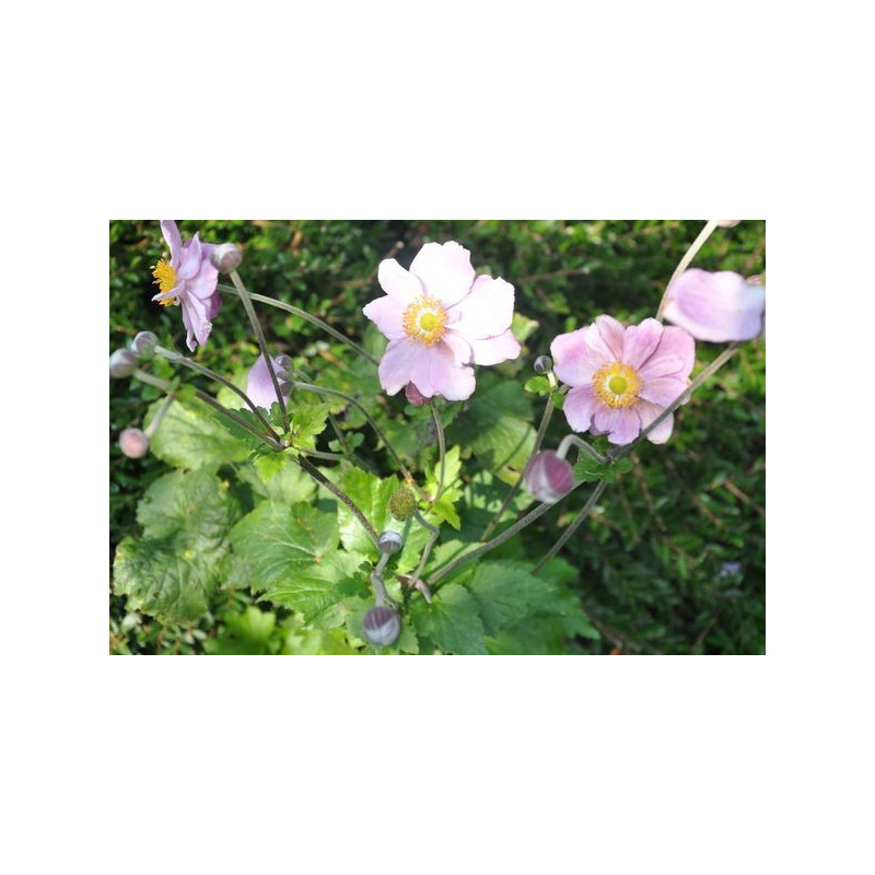 anemone hybride anemone hybride
