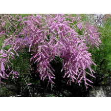 fleurs du tamaris Pink Cascade - floraison en été de juillet à septembre