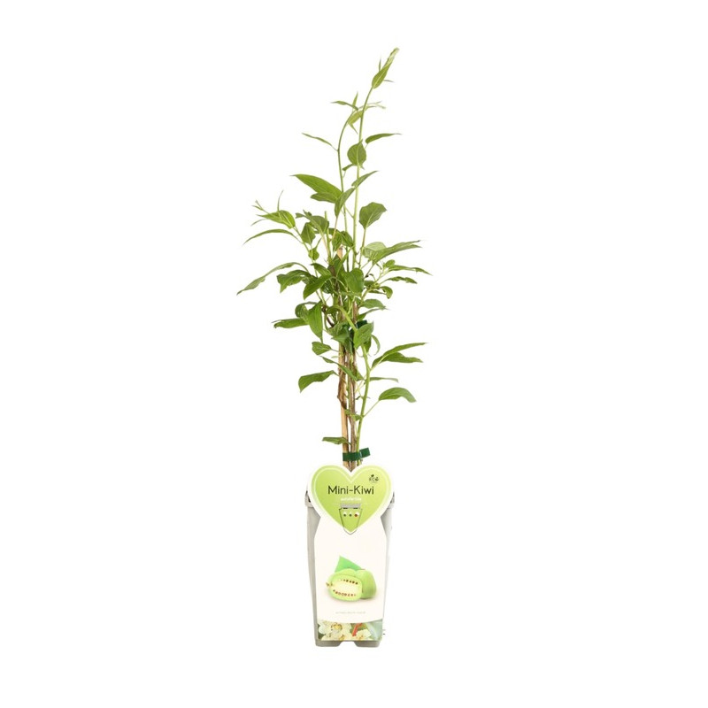 kiwi d'été Issai - actinidia - en taille 50/70 cm pot de 2 litres kiwi d'été Issai - actinidia - en taille 50/70 cm pot de 2 litres