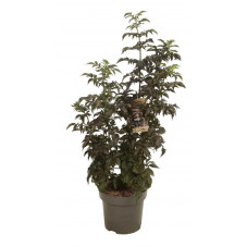 sureau noir Black tower 80/100 cm pot de 12 litres