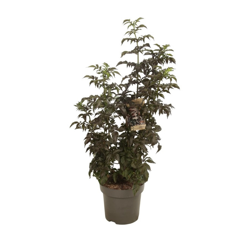 sureau noir Black tower 80/100 cm pot de 12 litres