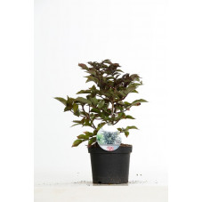 sureau noir black tower 50 cm en pot de 3 litres