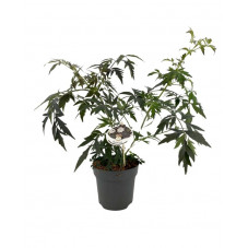 sureau black lace en pot de 2 litres