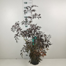 sureau noir black lace en pot de 6 litres