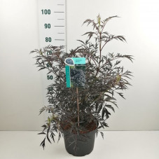 sureau black lace en pot de 10 litres 70/80 cm