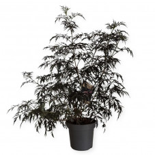 sureau noir black lace 80/90 cm en pot de 12 litres