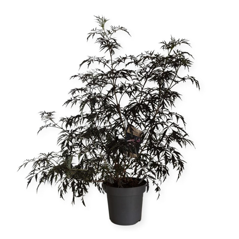 sureau noir black lace 80/90 cm en pot de 12 litres sureau noir black lace 80/90 cm en pot de 12 litres