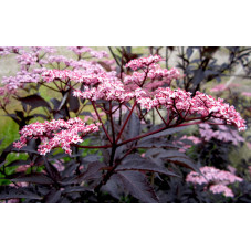 fleurs du sureau noir Black Lace - floraison en mai juin