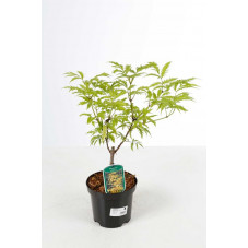 sureau Sutherland gold en pot de 3 litres