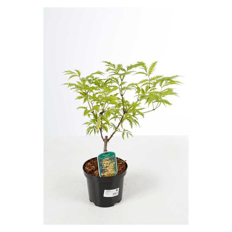 sureau Sutherland gold en pot de 3 litres sureau Sutherland gold en pot de 3 litres