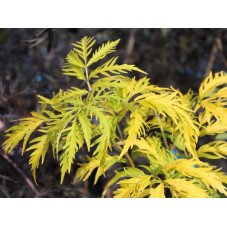 feuille très découpée du sureau des montagnes