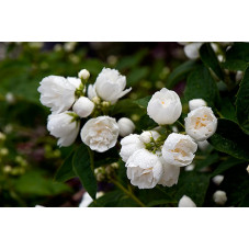 belles fleurs doubles du seringat bouquet blanc - floraison juin juillet