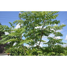 Aralia elata