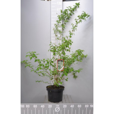 seringat bouquet blanc en pot de 7.5 litres 70/80 cm