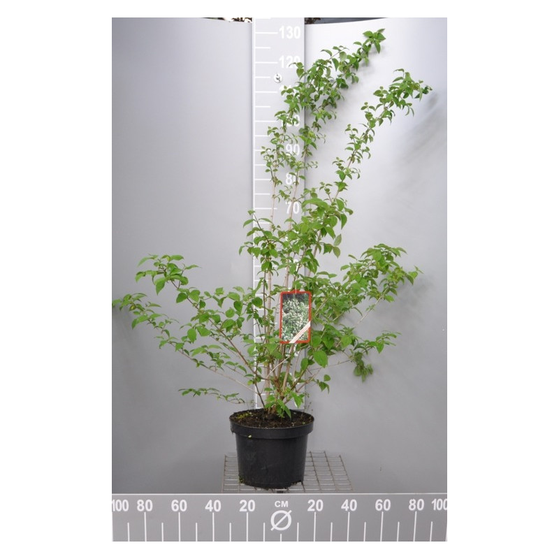 seringat bouquet blanc en pot de 7.5 litres 70/80 cm