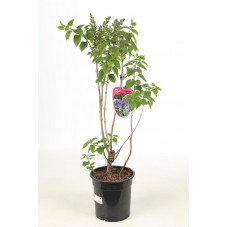 lilas commun Président Grévy 80 cm pot de 5 litres - avec feuillage de printemps