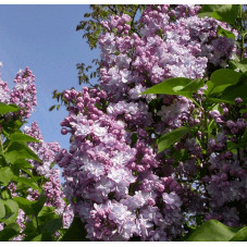 Fleurs du Lilas Président Grévy - floraison au printemps